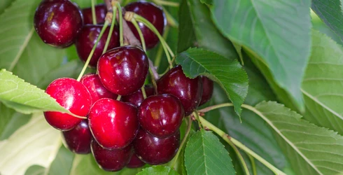 Cerises sur un cerisier  © Kessler