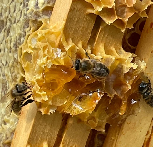 Abeilles dans une ruche  © Tardieu