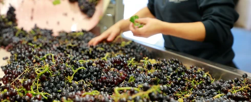 vendanges en Vallée du Rhône  © Hocquel
