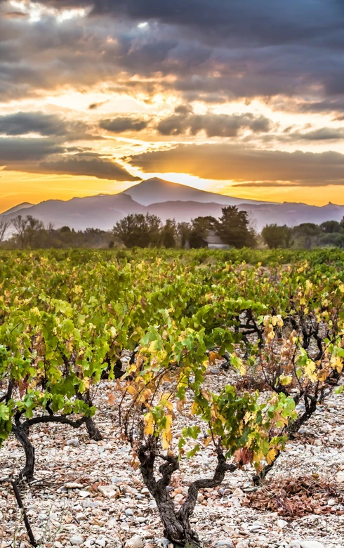 Lever de soleil sur les vignes au pied du Ventoux  © Kessler