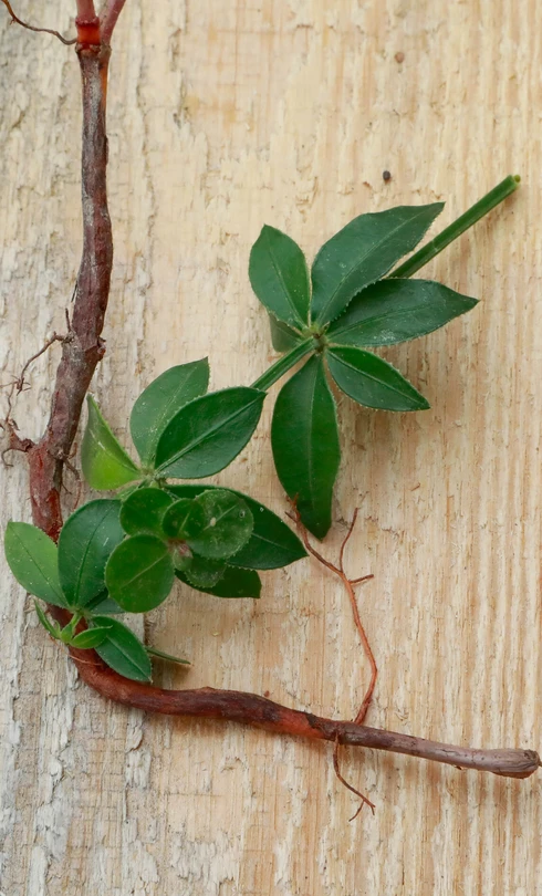 Racine et feuilles de garance  © Hocquel