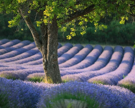 Champ de lavande en Vaucluse  © Hocquel