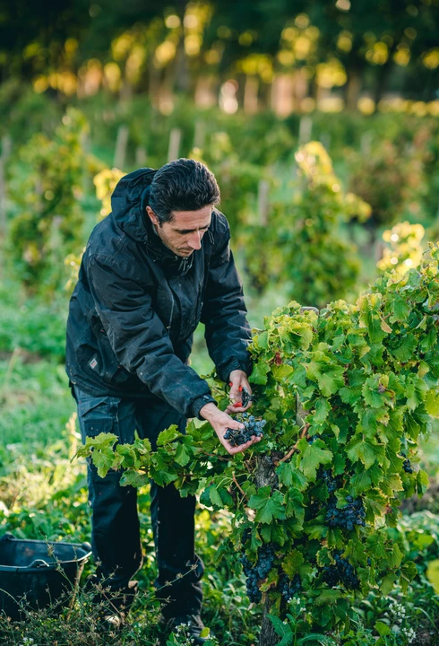 Vendanges dans les vignobles de Châteauneuf-du-Pape  © O'Brien
