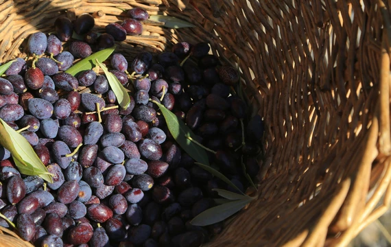 Récolte d'olive chez le producteur  © Hocquel