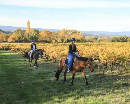 Balade à cheval dans les vignes  © Hocquel