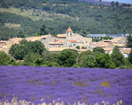 Champs de lavande en Vaucluse, à Saint Christol  © Hocquel