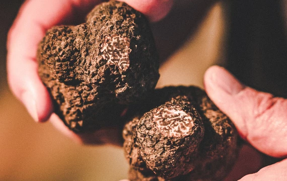 Truffes  © LezBroz