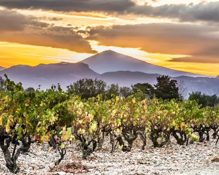 Lever de soleil dans les vignes au pied du Ventoux  © Kessler