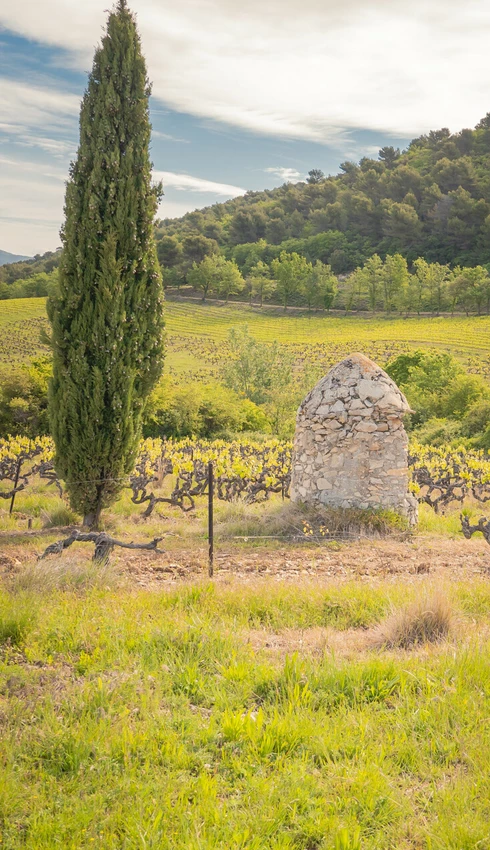 Vignes au Crestet  © Planque