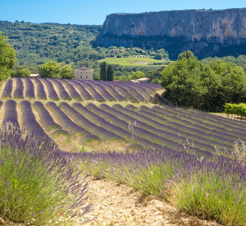 Champ de lavande à Lioux en Luberon  © Hocquel