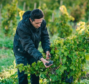 Vendanges dans la Vallée du Rhône  © O'Brien