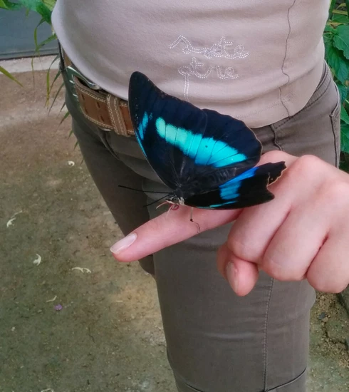 Papillon au Carbet amazonien  © Abry